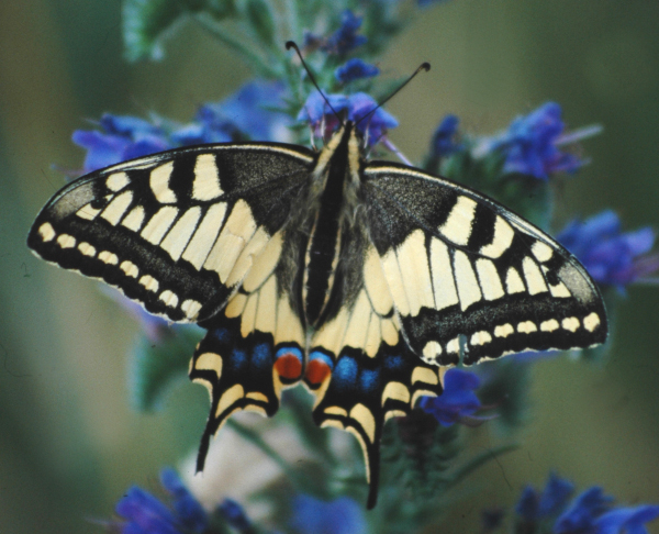 Machaon (Papilio machaon) &copy; Nicolas Macaire / LPO